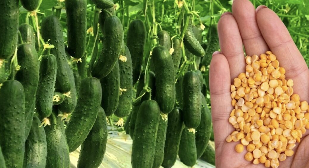 На кожну лунку для огірків кілька горошин – обовʼязково: 1 секрет, якому навчила моя свекруха-городниця 
