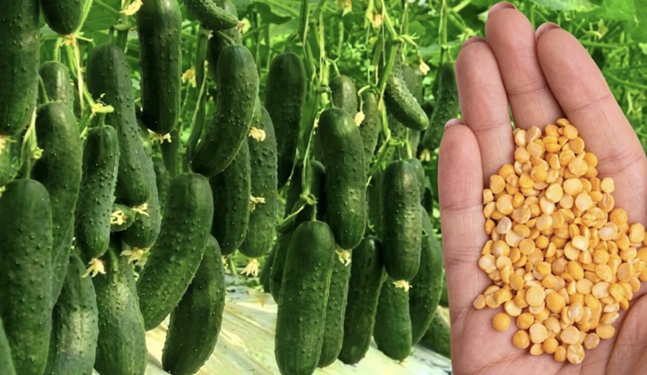 Городники розповіли, навіщо в лунку до огірків потрібно додавати горох. Фото: Добрі новини