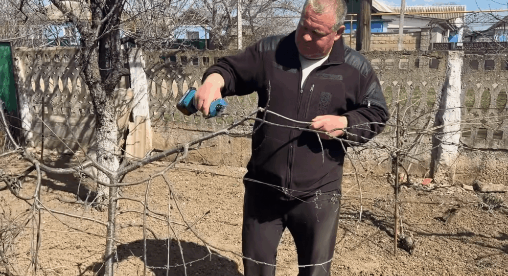 Лопату в бік – дістаю лозу лише руками: як врятувати 100% бруньок – покрокова схема 