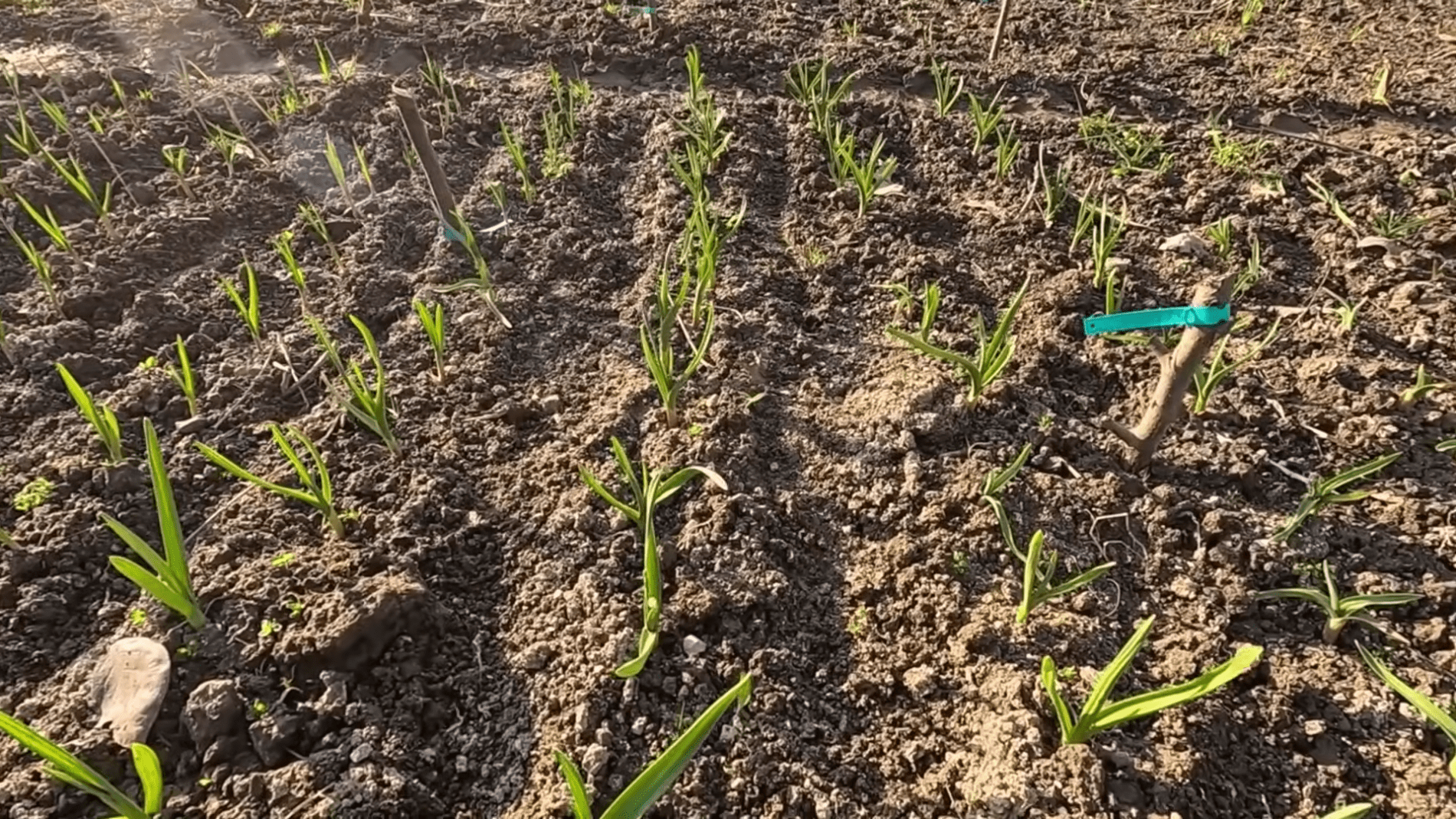 Городники розповіли про весняне підживлення цибулі та часнику. Фото: YouTube/Моя Дача, Сад, Город та Все Довкола Них