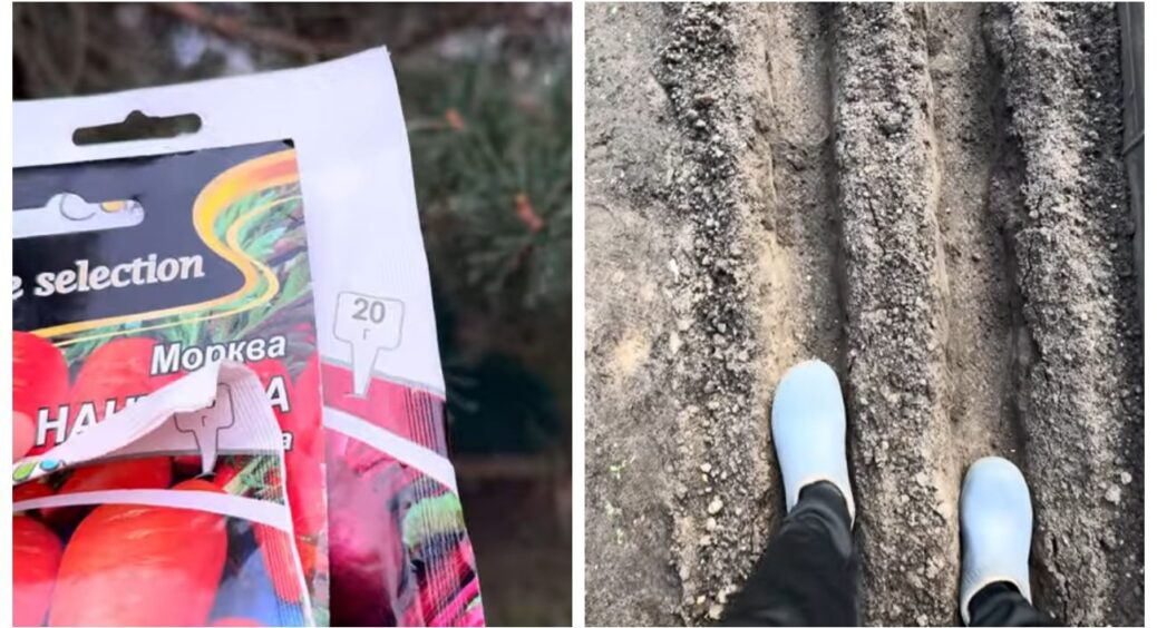 Сійте моркву після дощу: дідусь розповів мені забутий, але дуже надійний спосіб. Тепер роблю тільки так! 