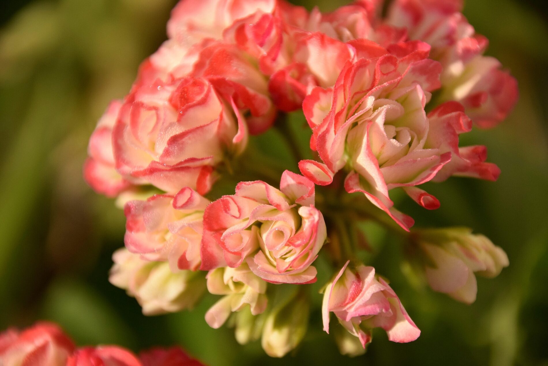 Квітникарі розповіли, як правильно підготувати герань до літа. Фото: Pixabay